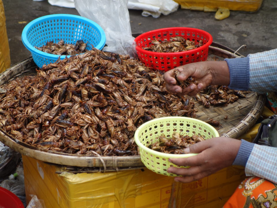 Myanmar Insekten
